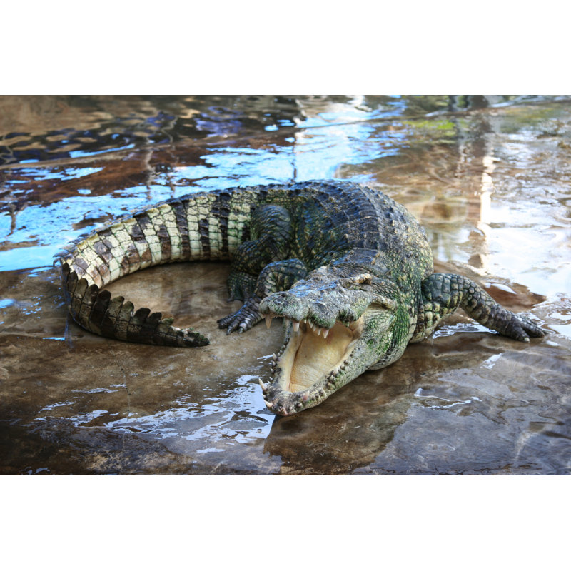 Crocodile in Shallow Waters with Mouth Open - Photographie sur toile tendue, H 20 po x l 30 po x P 1,25 po