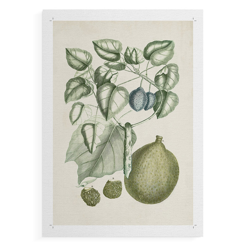Buchoz Tropicals VIII - Impression sur toile seulement - NON-CADRE, H 12 po x l 8 po