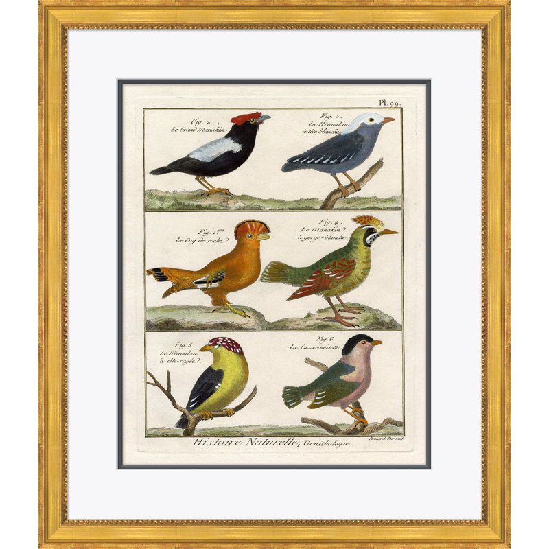 18th Century Parakeet Engravings Giclee Print
