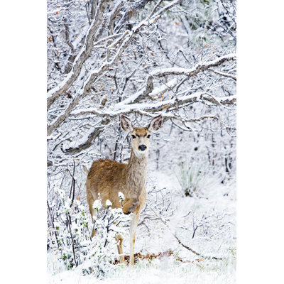 Mule Deer In Snow by SWKrullImaging - Wrapped Canvas Print