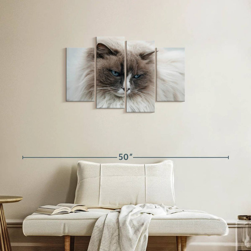 Brampt Himilayan Cat Close Up In Iceland, 22" H x 36" W