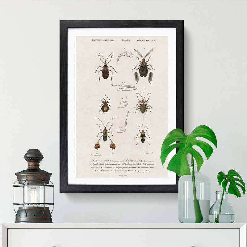 Insect Illustrations PL.6 by Charles d'Orbigny - Picture Frame Painting Print on MDF, Black Framed, 65cm H x 48cm W x 2cm D