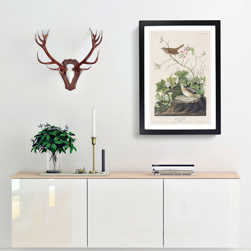 Lincoln Finch Birds by John Audubon - Framed Print, 36cm H x 27cm W x 2cm D, Black Framed