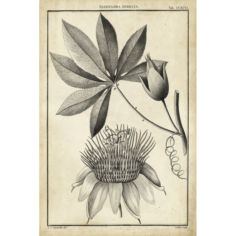 Passiflora II - Wrapped Canvas Print, 46cm H x 30cm W x 3.8cm D