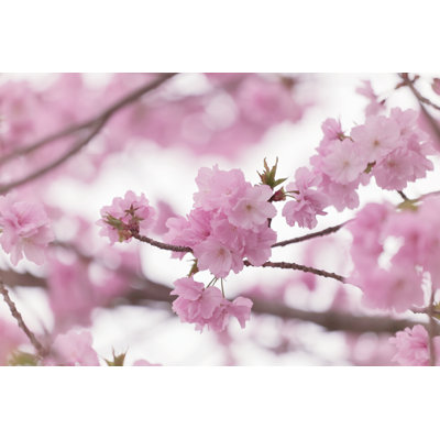 Sakura or cherry blossom in vintage style - Photographie sur toile tendue