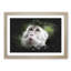 Macaque Monkey - Picture Frame Graphic Art-62802278-62802279