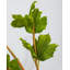 Artificial Hops Stem 26.5"
