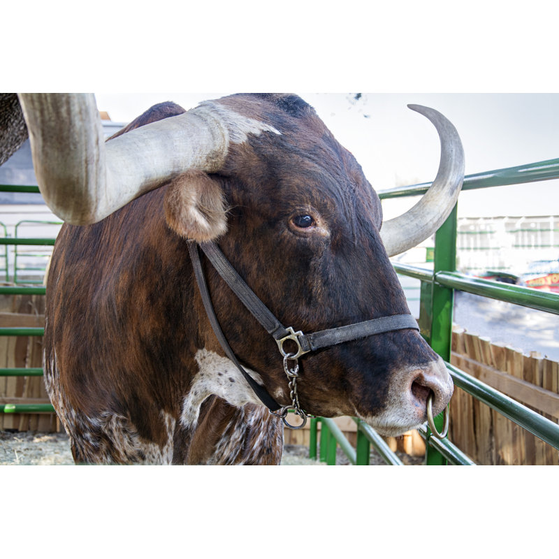 Texas Longhorn by Pureradiancephoto - Wrapped Canvas Print, 30cm H x 46cm W