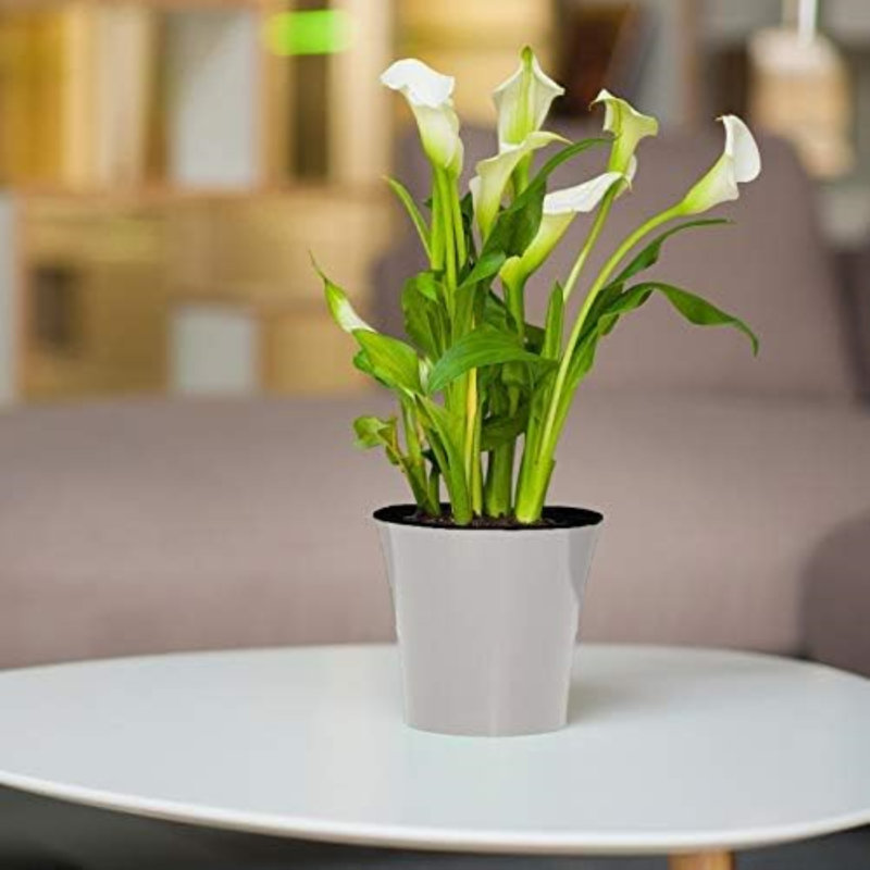 Lilabai Pot Planter, White, 5" H x 5.3" W x 5.3" D
