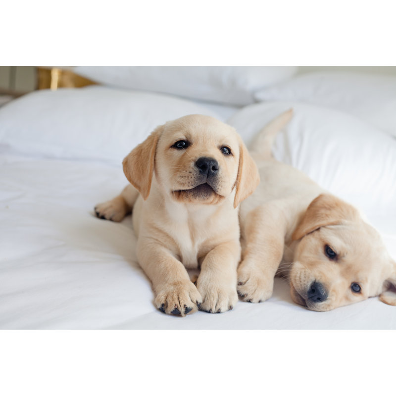 Group Of Puppy Labrador Playing by Angelafoto - No Frame Art Prints on Canvas, 61cm H x 91cm W