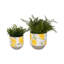 Sagebrook Home 2-Pieces Cement Growing Lemons Planter, Multi-Color