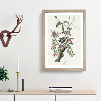 Downy Woodpeckers by John Audubon - Picture Frame Painting Print