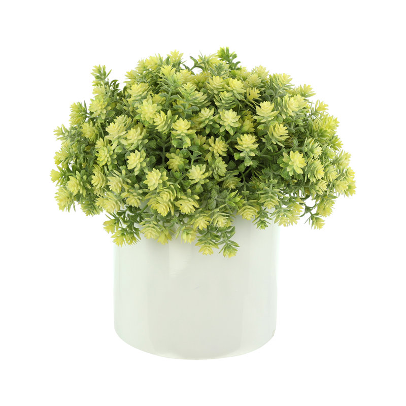 Sedum Arrangement in Fiberstone Pot