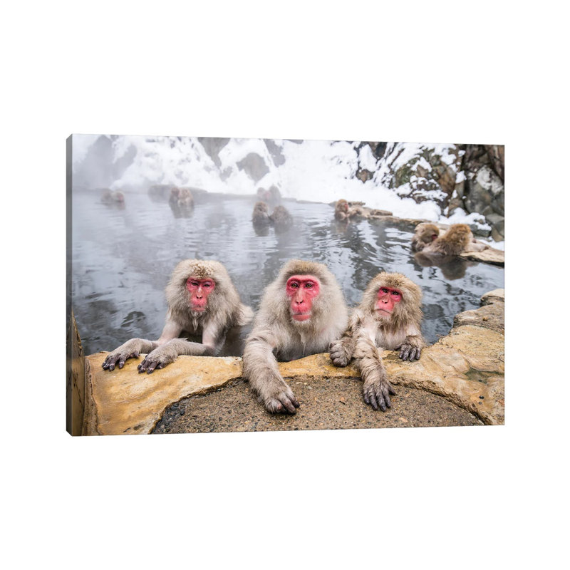A Group Of Japanese Macaques (Snow Monkeys) Taking A Bath In A Hot Spring by Jan Becke - Wrapped Canvas Print