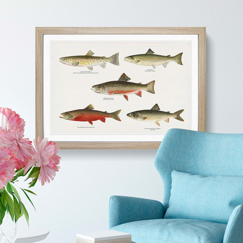 Selection of Fishes from North America Fish by Sherman F. Denton - Picture Frame Painting Print, 36cm H x 48cm W x 2cm D