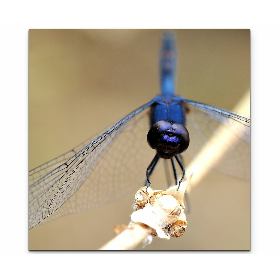 Leinwandbild Blaue Libelle auf Zweig