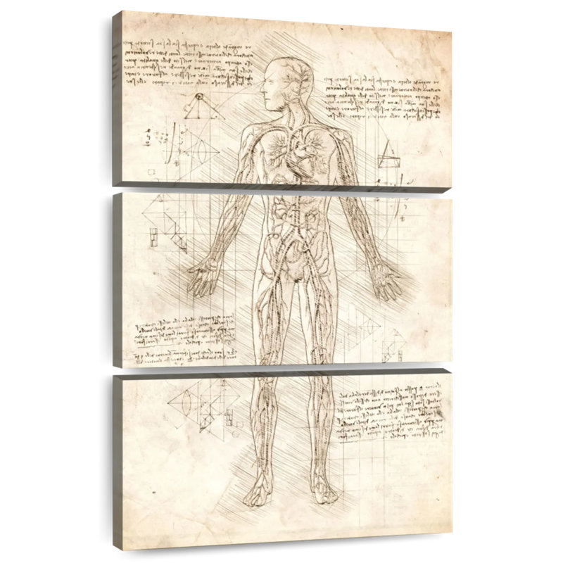 Keiri Human Circulatory System, 50" H x 32" W