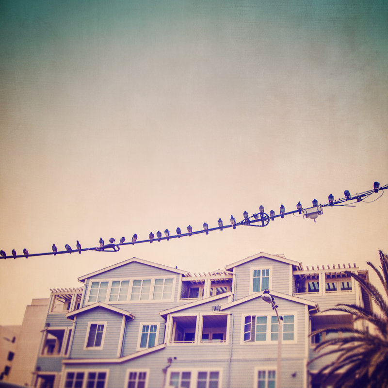 Birds On Wires I by Thomas Brown - Wrapped Canvas Print, 122cm H x 122cm W