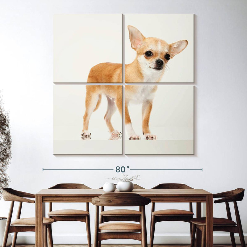 Brampt Precious Chihuahua