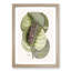 Mangrove Grape-Tree & Butterfly by Mark Catesby - Picture Frame Painting Print-55770795-55770792