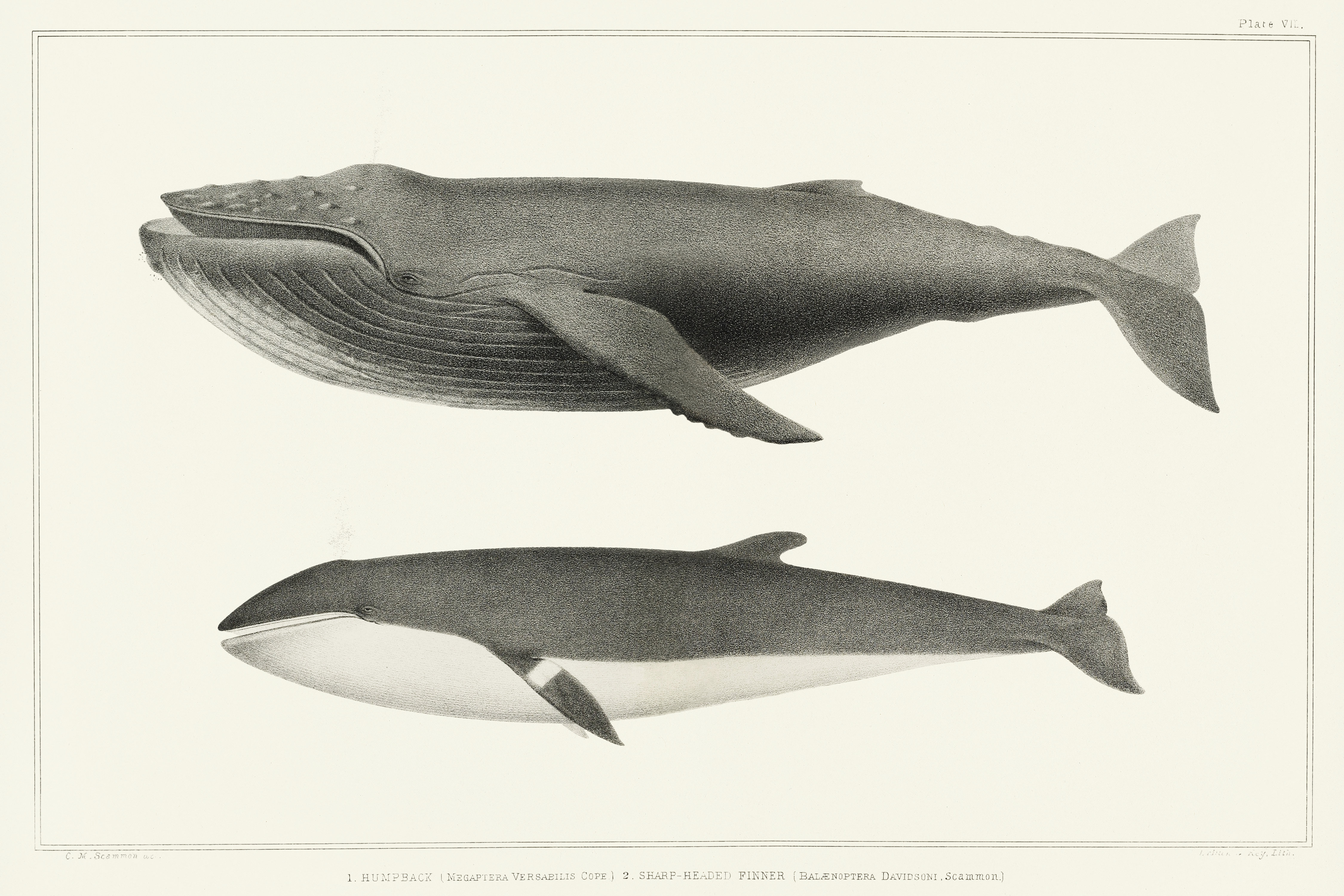 Breakwater Bay Duncarbit Melville's Whales II On Canvas by Charles Melville  Scammon Print