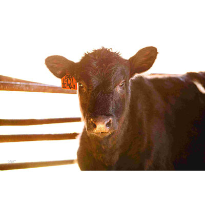 Bébé vache II
