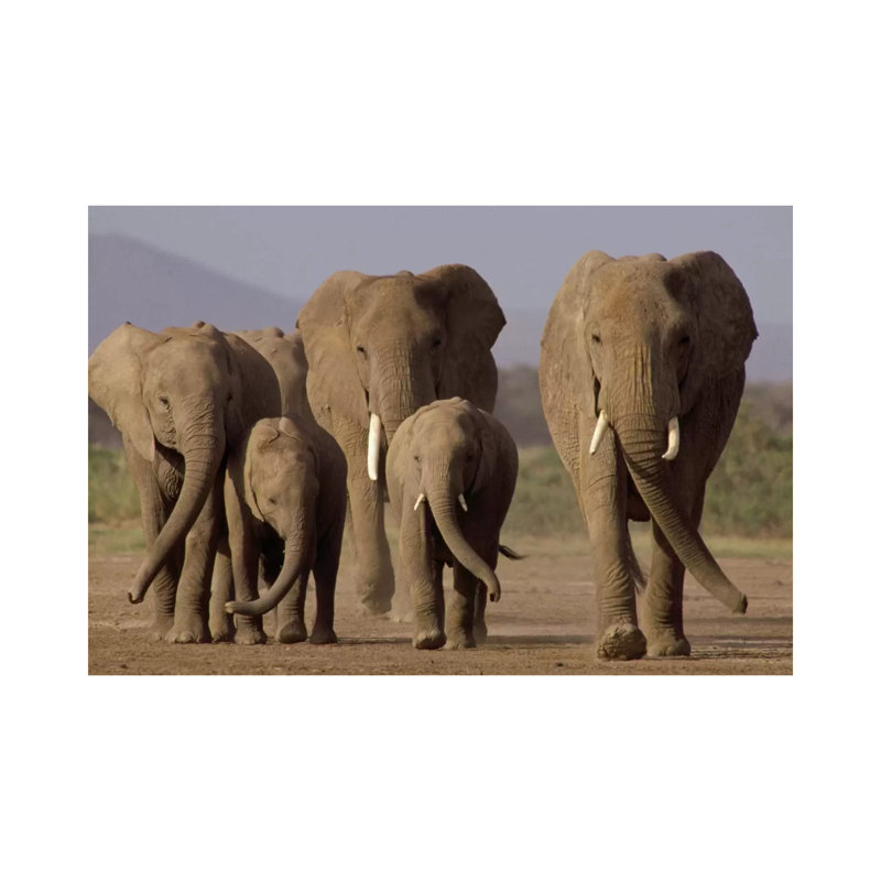 African Elephant Herd With Calves, Amboseli National Park, Kenya by Gerry Ellis - Wrapped Canvas Print