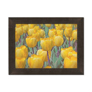 Golden Tulips by Hal Halli. Paper Print - Mounted & Framed with Clear Acrylic, image size - 30x40
