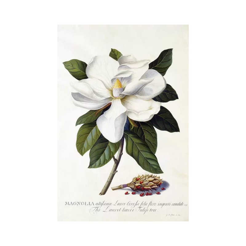 Magnolia Grandiflora, C.1743 by Georg Dionysius Ehret - Painting on Canvas, 30.48 cm H x 45.72 cm W, Wrapped Canvas