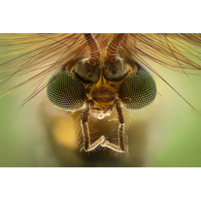 Mosquito Head by ConstantinCornel - Wrapped Canvas Print