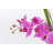 29.5" Purple Orchid Arrangement in a Circular Glass Vase with Undergrowth and Greenery | Real Touch Purple Moth Orchids by Fiori Sempre