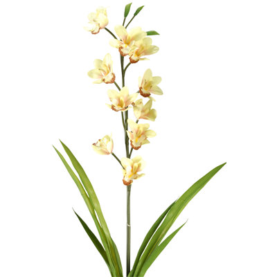 Tige d'orchidée Cymbidium