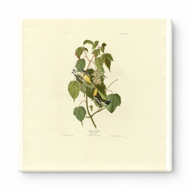 Pruche de la pruche (planche 134) - art mural carré sur toile, 16" W x 16" H