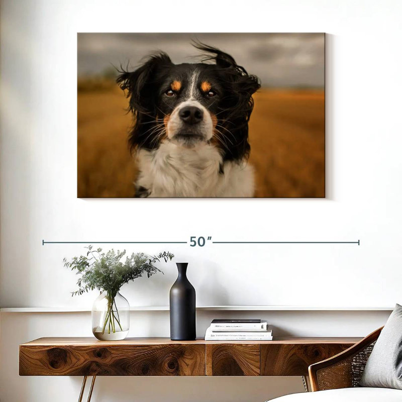 Brampt Expressive Border Collie, 26" H x 39" W