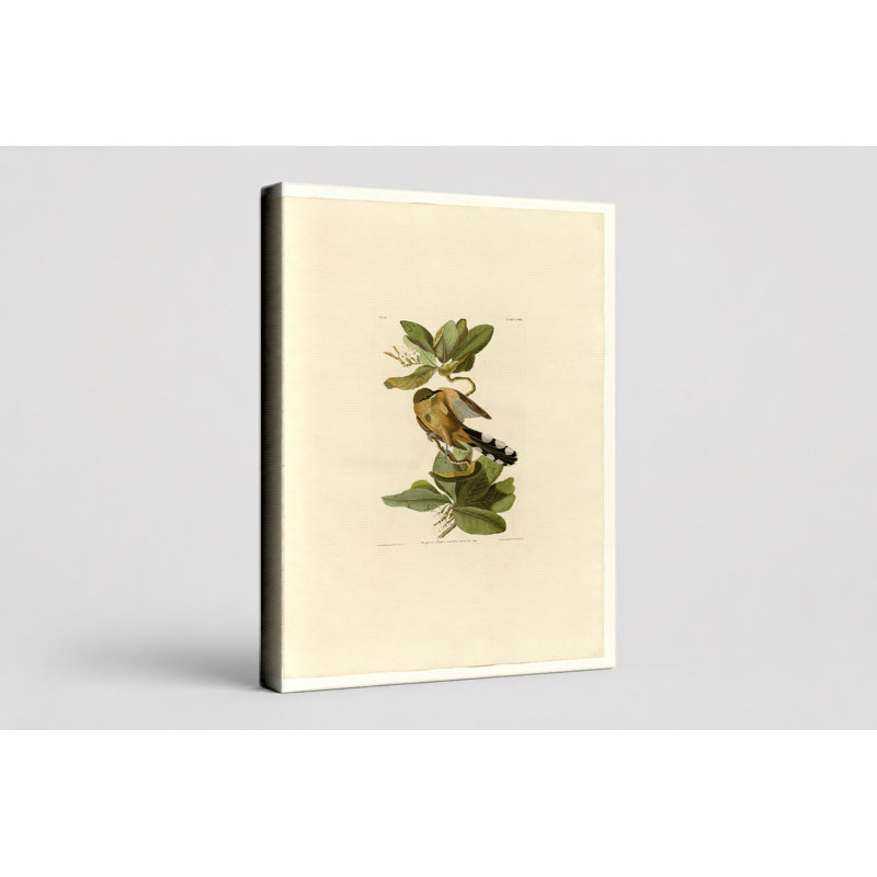 «Mangrove Cuckoo» (planche 169) - Art mural sur toile, 30" W x 20" H