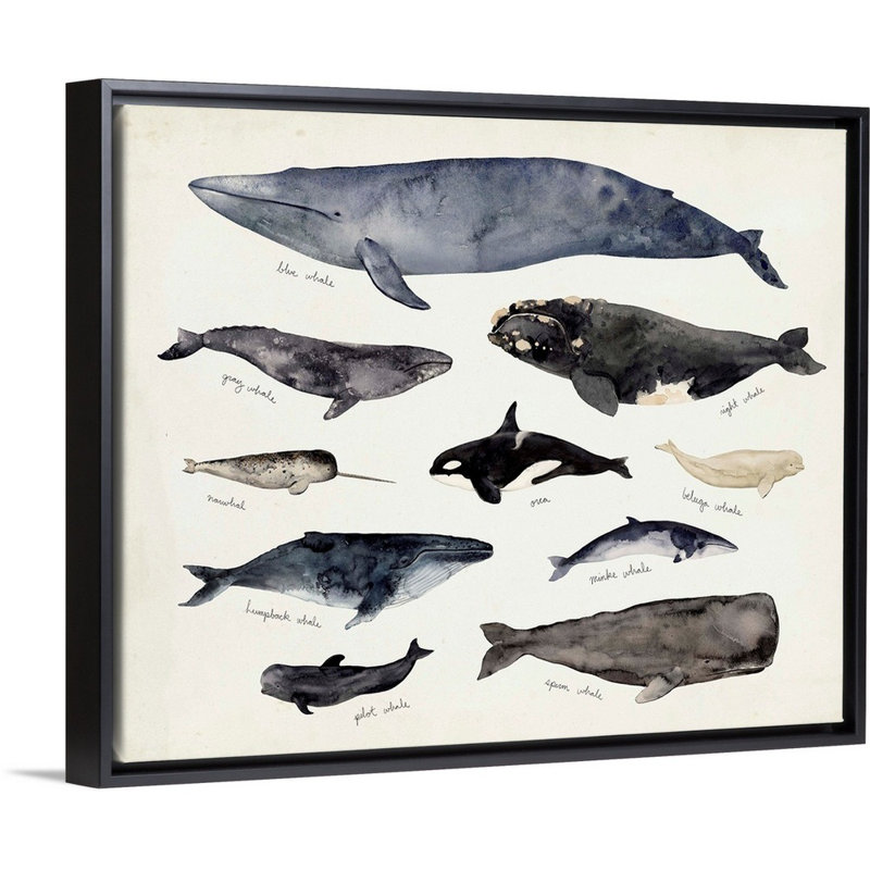 «Baleine graphique III» par Victoria Barnes - impression sur toile, H 18 po x l 22 po x P 1,75 po, Cadre flottant noir