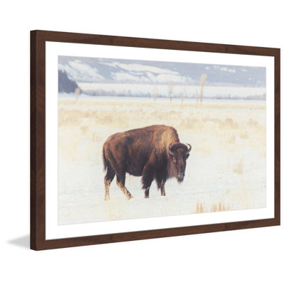 « curieux animaux », reproduction de photo