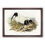 White Ibis Birds by Elizabeth Gould - Framed Print-55612577-55612578