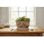 Cream Ceramic Planter With Scalloped Rim