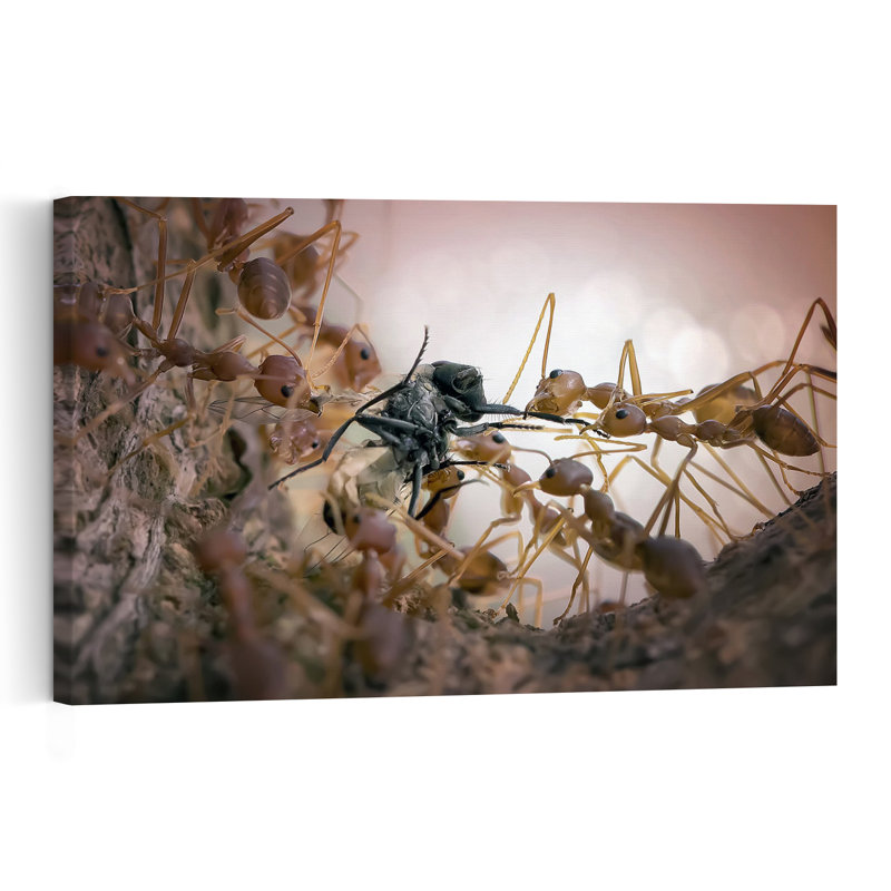 Ants Carrying Prey Contemporary Ant Nature Wildlife Wall Art Print 1 Piece Wrapped Canvas Wall Art, 101.6cm H x 152.4cm W