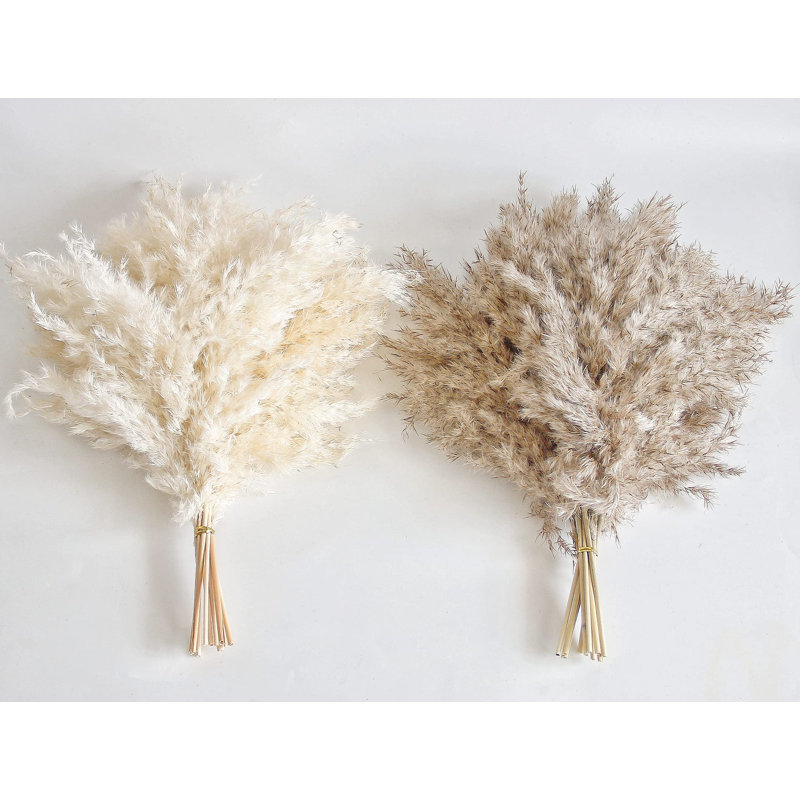 Plante grimpante 17 po Atalaya, Beige / Brun, 30