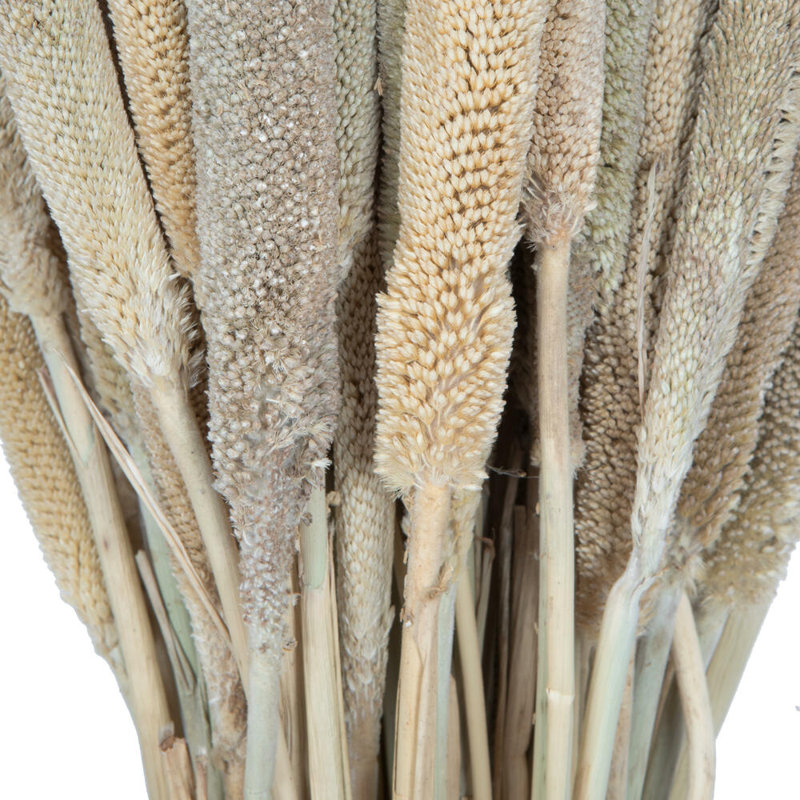 1'' Plant