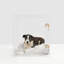 Caisse pour animaux de taille moyenne avec loquet doré-881226860