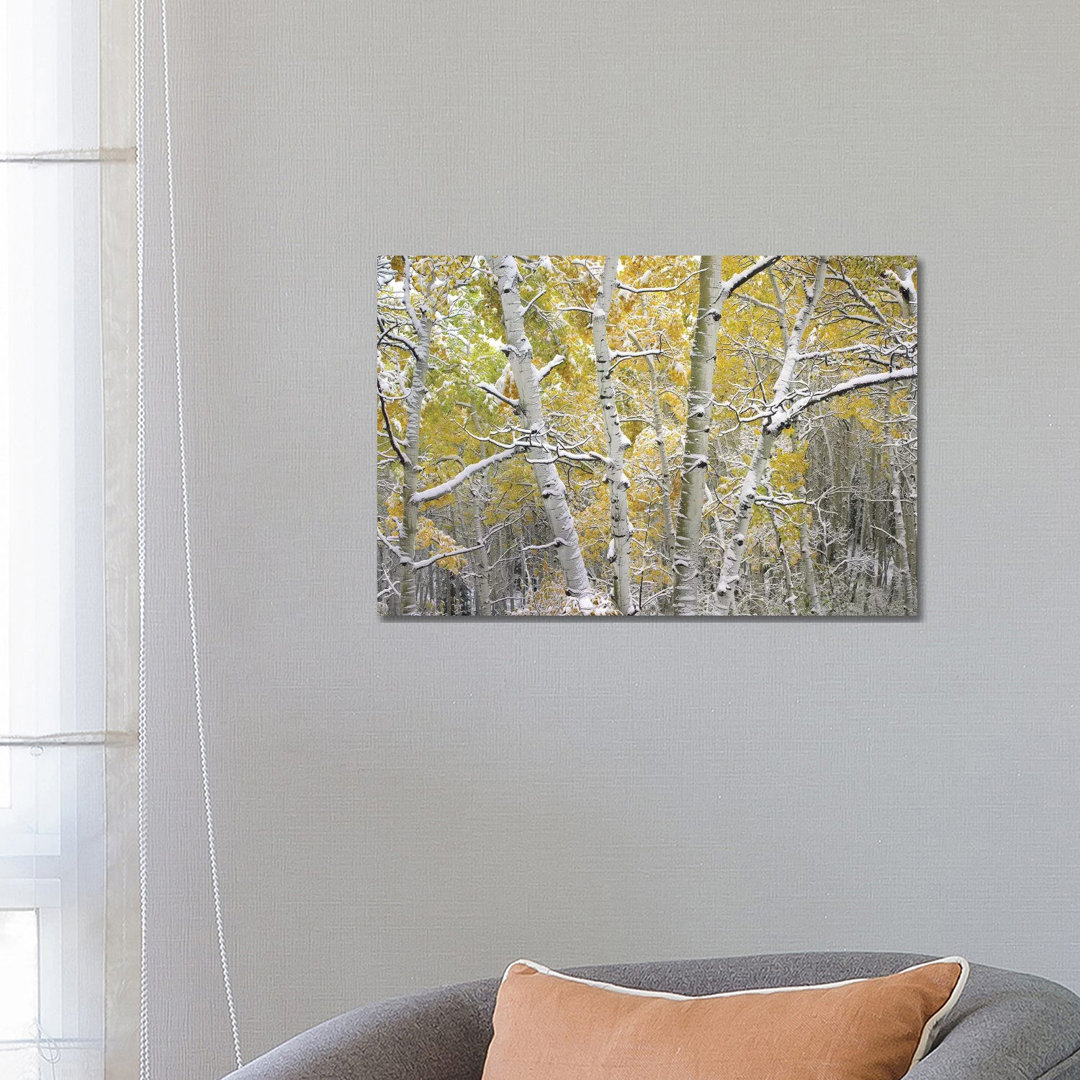 Quaking Aspen Trees Covered With Snow Near Kebbler Pass, Gunnison National Forest, Colorado I by Tim Fitzharris - Wrapped Canvas Print