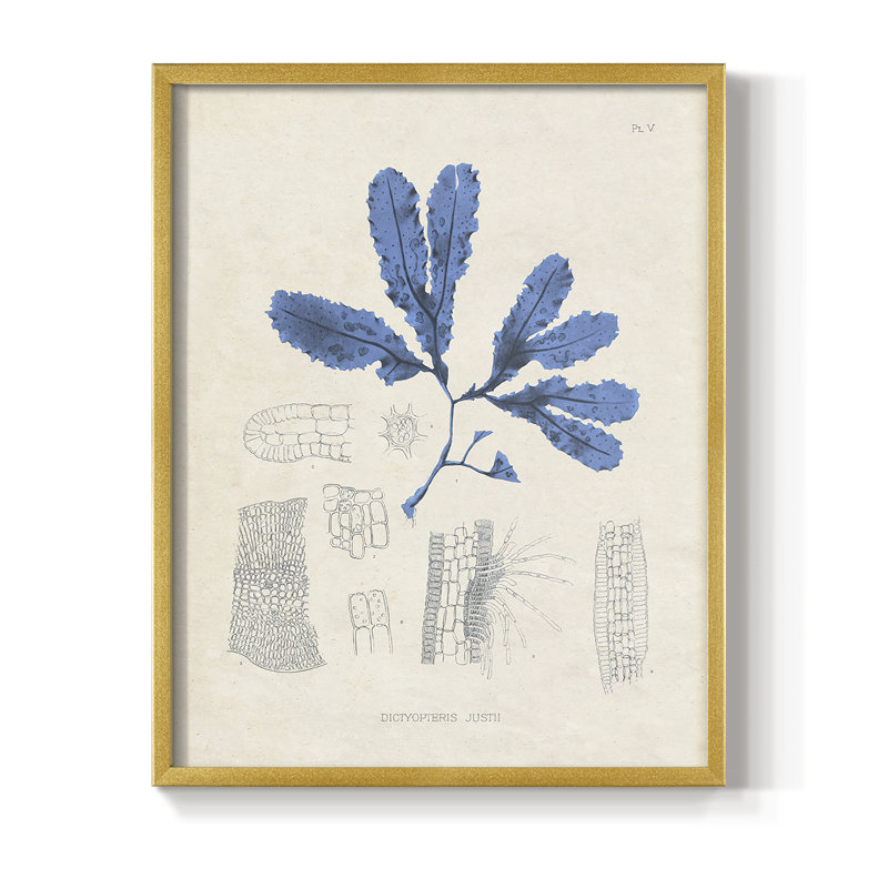 Blue Marine Algae VII, reproduction encadrée - bois massif, Encadrement doré, H 20 po x l 16 po