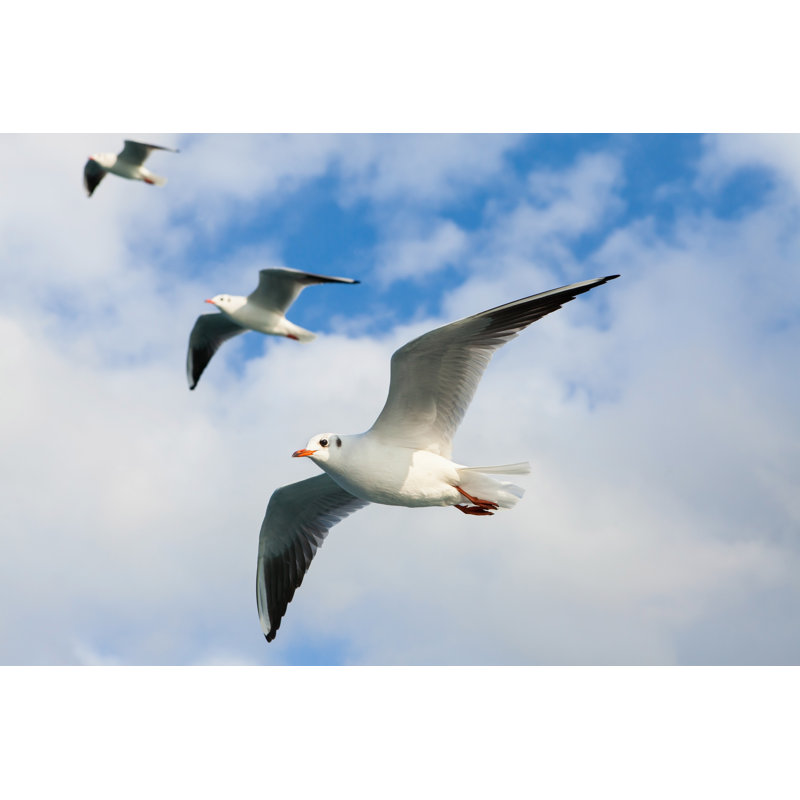 Seagull Flying by Emretopdemir - Wrapped Canvas Print, 32"H x 48"W