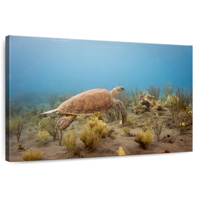 Turtle Swimming Underwater