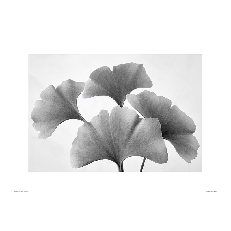Print on Canvas, Paper