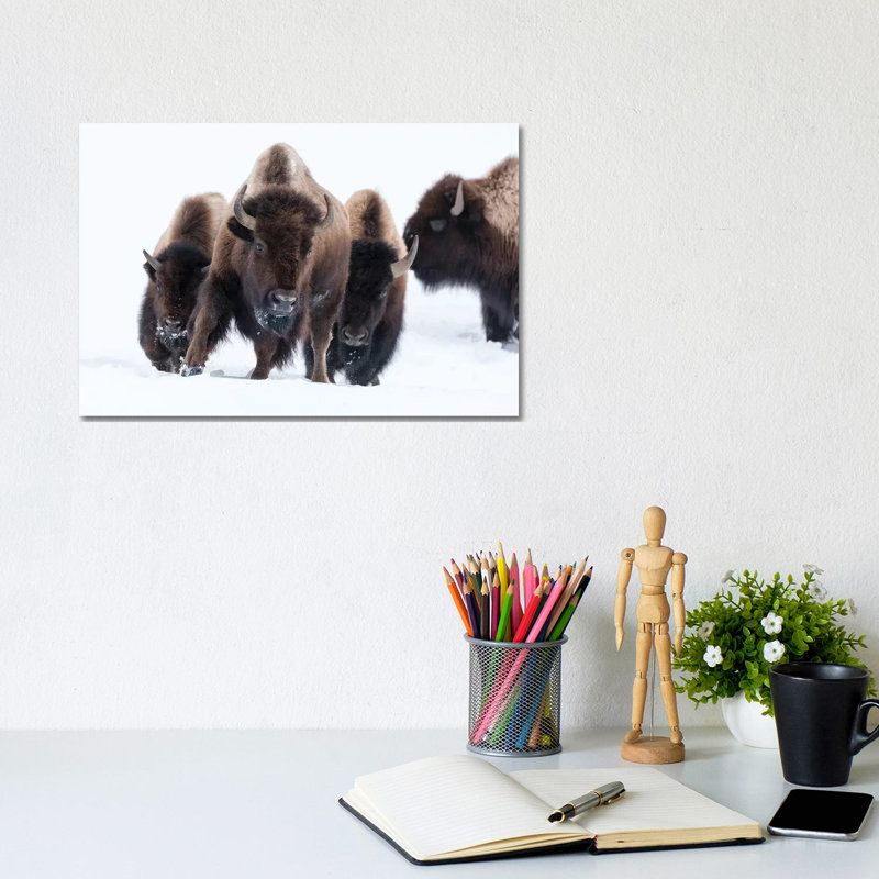 American Bison (Bos Bison) Beginning To Run Through The Deep Snow. by Ellen Goff - Wrapped Canvas Print