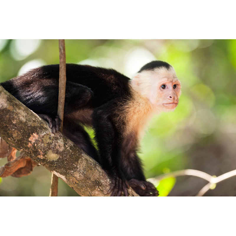 White Faced Capuchin Monkey (Cebus Capucinus) by JodiJacobson - No Frame Art Prints on Canvas, 81cm H x 122cm W